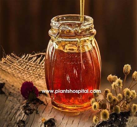 Chasteberry-Tea