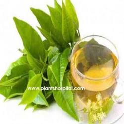 bay-leaf-tea