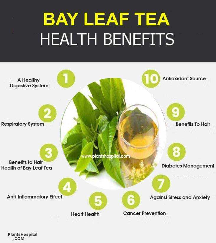 bay-leaf-tea-graphic