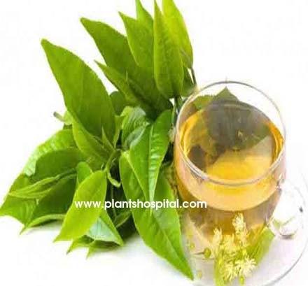 bay-leaf-tea