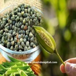 okra-seed