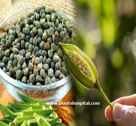 okra-seed