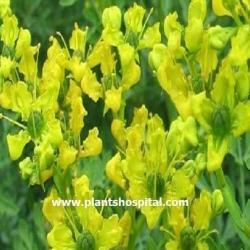 rue-herb