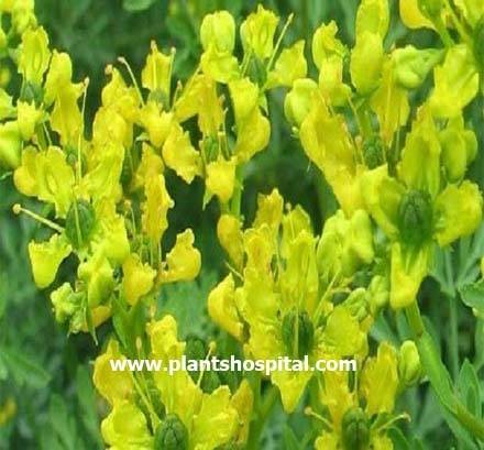 rue-herb
