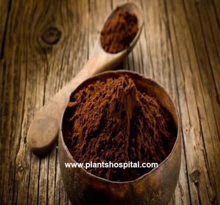 Cocoa