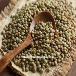 Green-Lentils