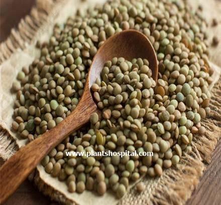Green-Lentils
