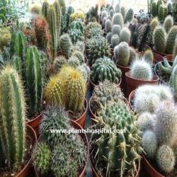 cactus