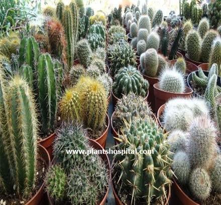 cactus