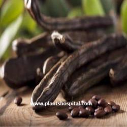 carob