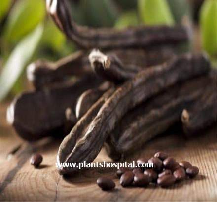carob