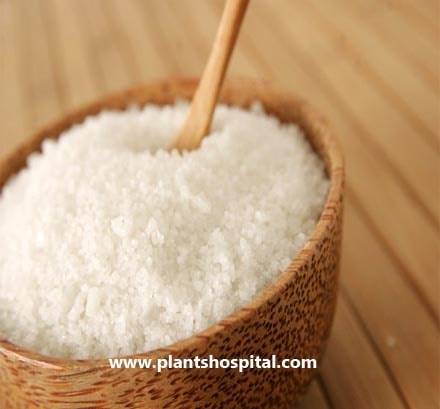 sea-salt