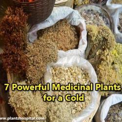 The-Powerful-Medicinal-Plants-for-a-cold