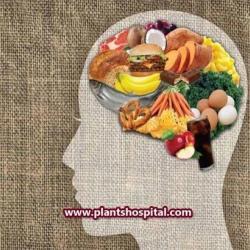 Which-Fruit-is-Good-For-Brain