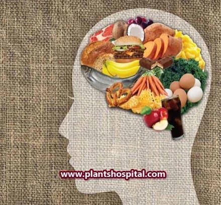 Which-Fruit-is-Good-For-Brain