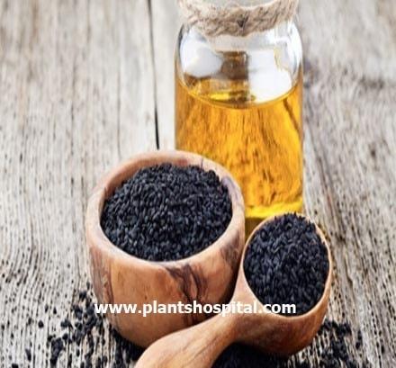 black-seed-oil