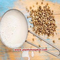 hemp-milk