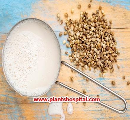 hemp-milk