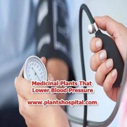 medicinal-plants-that-lower-blood-pressure