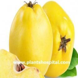 quince-benefits
