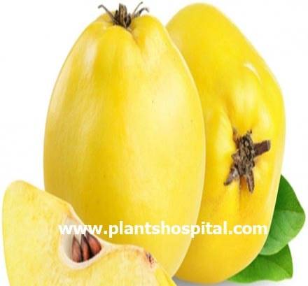 quince-benefits