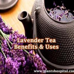 Lavender-tea