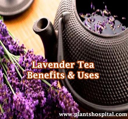 Lavender-tea