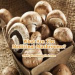 Medicinal-Mushrooms