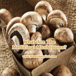Medicinal-Mushrooms