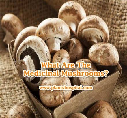 Medicinal-Mushrooms