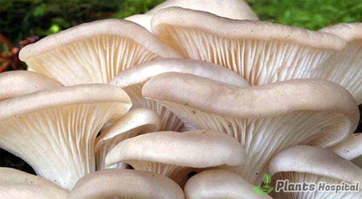 Oyster-Mushrooms