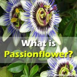 Passionflower