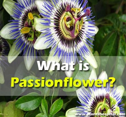 10 Proven Health Benefits Of Passionflower: Uses, Dosage & Warnings