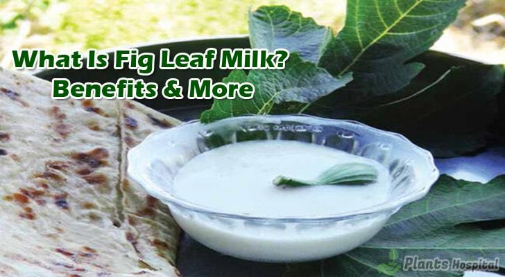 fig-leaf-milk-benefits