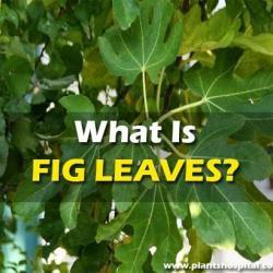fig-leaves