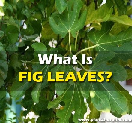 fig-leaves