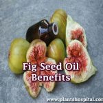 fig-seed-oil