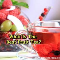 fruit-teas