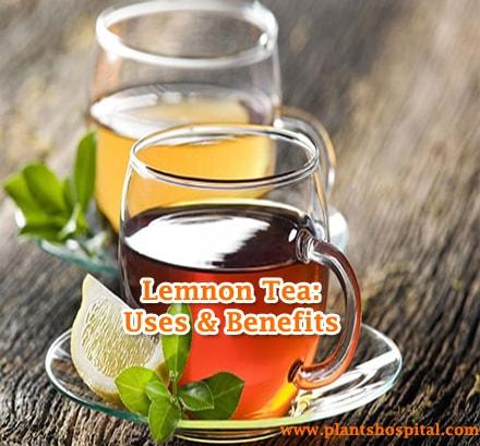 lemon-tea