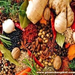 medicinal-plants