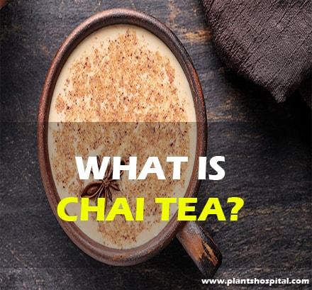 what-is-chai-tea
