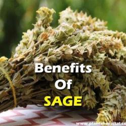 what-is-sage