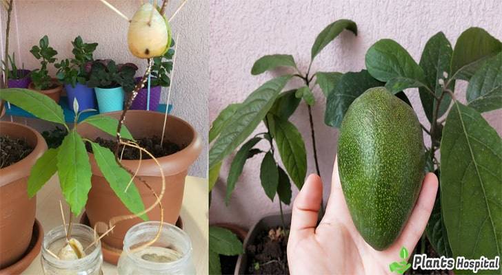 10-Easy-Ways-To-Grow-Avocados-At-Home