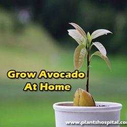 Grow-avocado-at-home