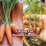 Grow-carrots-at-home