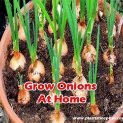 Grow-onions-at-home