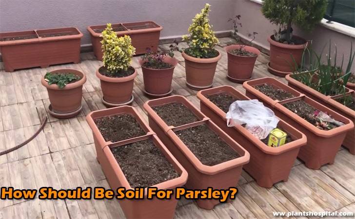 How-should-be-soil-for-parsley