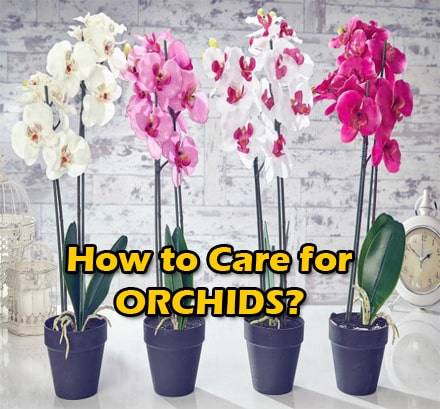 How-to-care-for-orchids