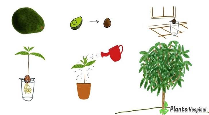 avocado-tree-growing