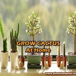 grow-cactus-at-home